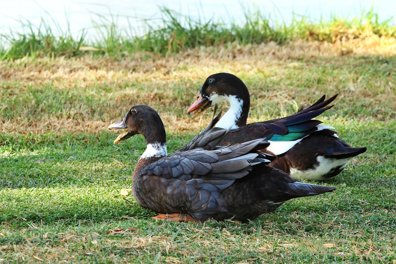 The Duck Inn Apartments Τάμγουορθ Εξωτερικό φωτογραφία